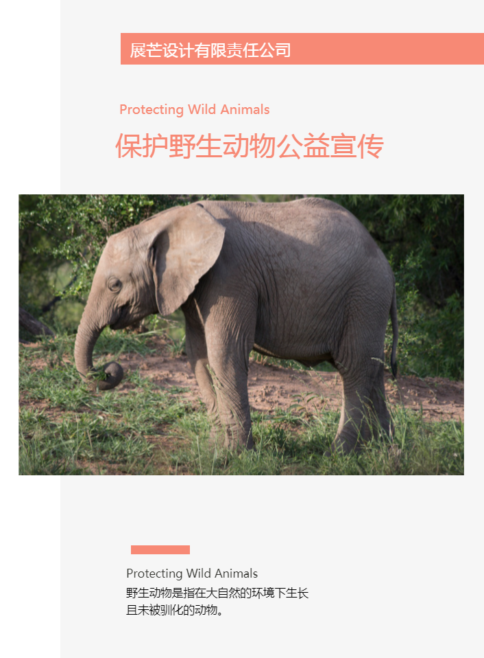 精美保护野生动物公益宣传画册