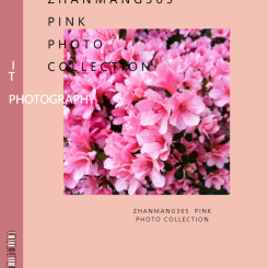 清新风粉色个性摄影电子相册