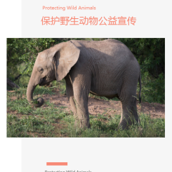 精美保护野生动物公益宣传画册